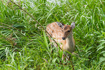 Image showing Deer