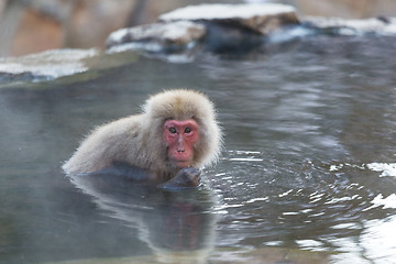 Image showing Cute Snow Monkey in onsen