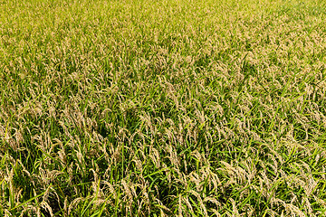 Image showing Rice field