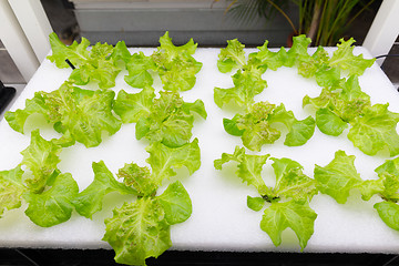 Image showing Cultivation vegetables in hydroponics