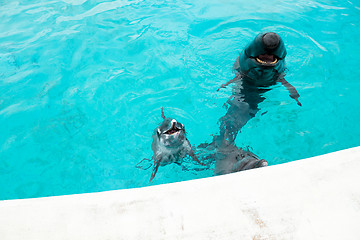 Image showing Dolphin and whale shark