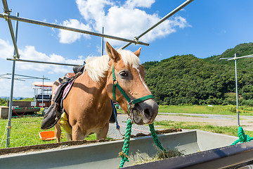 Image showing Beautiful horse