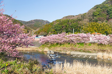 Image showing Sakura flower and river