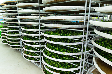 Image showing Fermentation for tea in factory