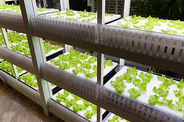 Image showing Hydroponic plantation