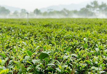 Image showing Tea plantation gaden in TaiWan