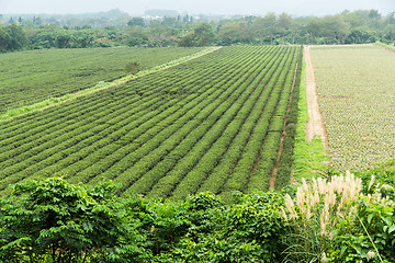 Image showing Tea plantation farmland