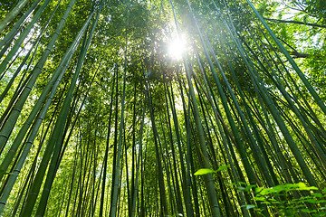 Image showing Bamboo grove