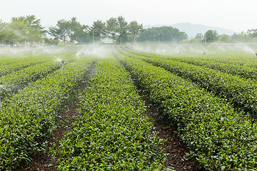 Image showing Green tea farm