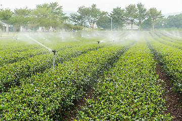 Image showing Green tea farm at TaiWan