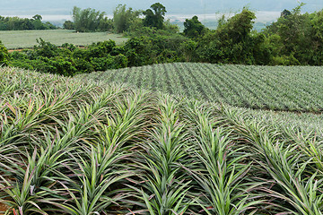Image showing Cultivation of pine apple at TaiWan