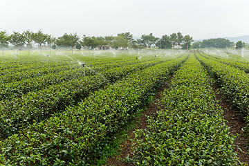 Image showing Tea garden at TaiWan