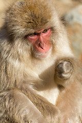 Image showing Lovely monkey