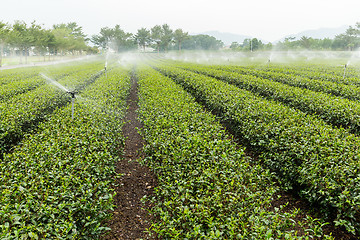 Image showing Tea farm in Taiwan luye