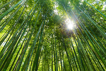 Image showing High Bamboo forest