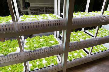 Image showing Vegetable garden with Water Hydroponics system