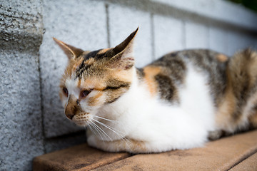 Image showing Street cat