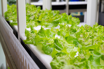 Image showing Indoor Hydroponics system
