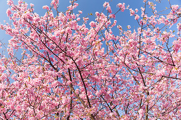 Image showing Sakura flower in pink