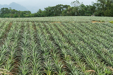 Image showing Pineapple tropical fruit in farm