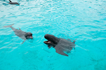 Image showing Dolphin and Whale with the head above water