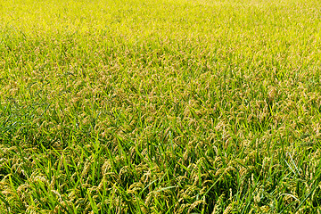 Image showing Autumn rice field