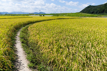 Image showing Walkway into green rice field