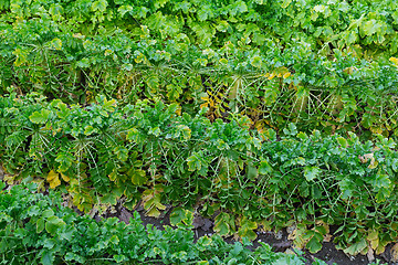 Image showing Radish field