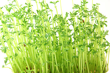 Image showing lentils plants texture