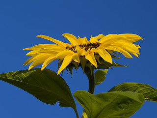 Image showing sunflower