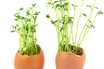 Image showing closeup eggplants