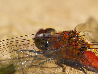 Image showing red dragonfly