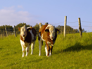 Image showing calves