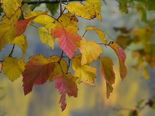 Image showing autumnal foliage