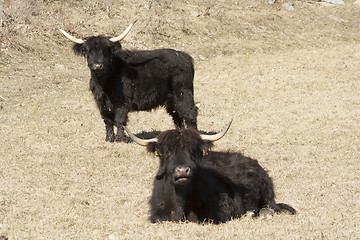 Image showing highland cattle