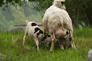 Image showing suckling twins