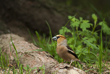 Image showing hawfinch