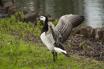 Image showing barnacle goose 