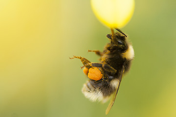 Image showing hanging in there