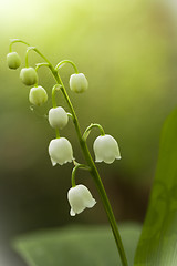 Image showing lily of the valley