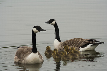 Image showing canada geese