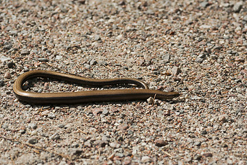 Image showing slow worm