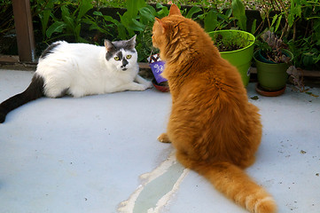 Image showing cats in the garden