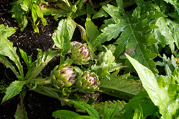 Image showing Artichoke growing in garden