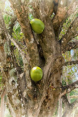 Image showing calabash tree with fruit