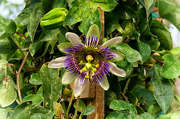 Image showing colorful exotic tropical flower