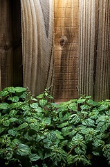 Image showing large lush patchouli plant against wood