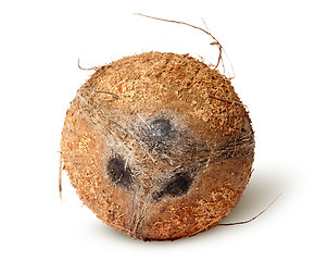 Image showing Coconut top view