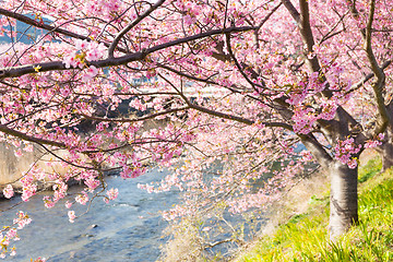 Image showing Cherry blossoms