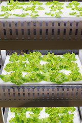 Image showing Hydroponic salad vegetable